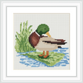 The image depicts a duck with a green head standing by a pond. It is surrounded by green grass, and the water reflects shades of blue.